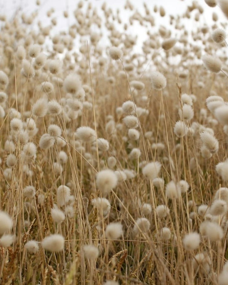 Cotton